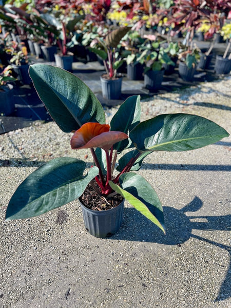 philodendron red congo price Red Congo Philodendron (Philodendron 'Rojo Congo')