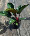 Red Congo Philodendron (Philodendron 'Rojo Congo') - PlantologyUSA - 3 Gallon