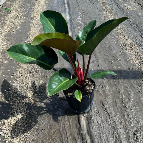 Red Congo Philodendron (Philodendron 'Rojo Congo') - PlantologyUSA - 3 Gallon