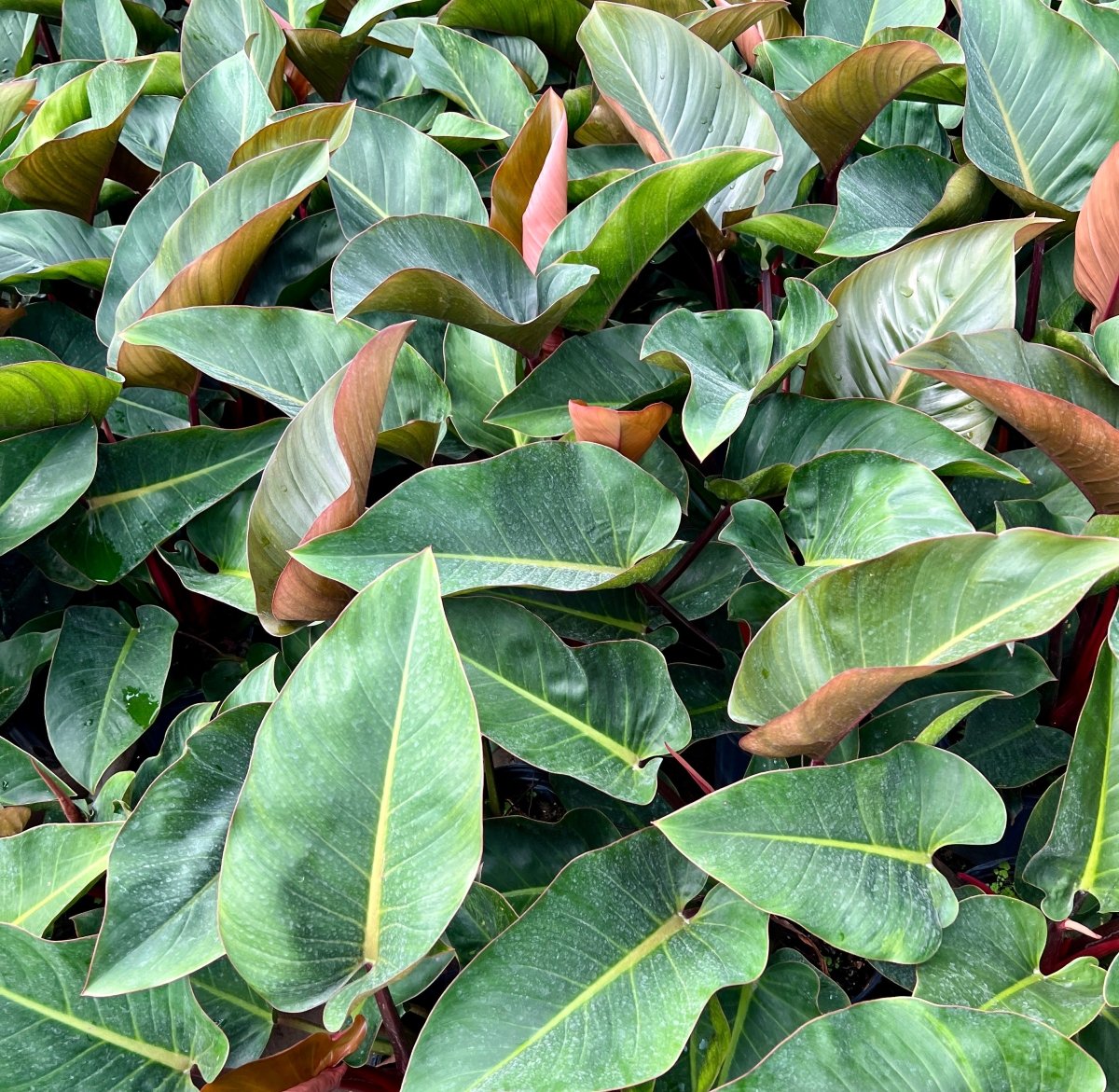 Red Congo Philodendron for Sale