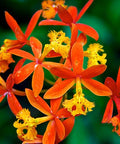 Red Epidendrum Ground Orchid (Epidendrum spp.) - PlantologyUSA - 3 Gallon