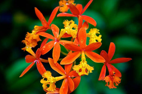 Red Epidendrum Ground Orchid (Epidendrum spp.) - PlantologyUSA - 3 Gallon