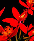 Red Epidendrum Ground Orchid (Epidendrum spp.) - PlantologyUSA - 3 Gallon