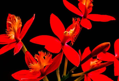 Red Epidendrum Ground Orchid (Epidendrum spp.) - PlantologyUSA - 3 Gallon