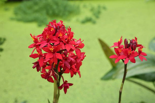 Red Epidendrum Ground Orchid (Epidendrum spp.)