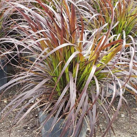 Red Fountain Grass (Pennisetum Setaceum 'Rubrum') - PlantologyUSA - 3 Gallon