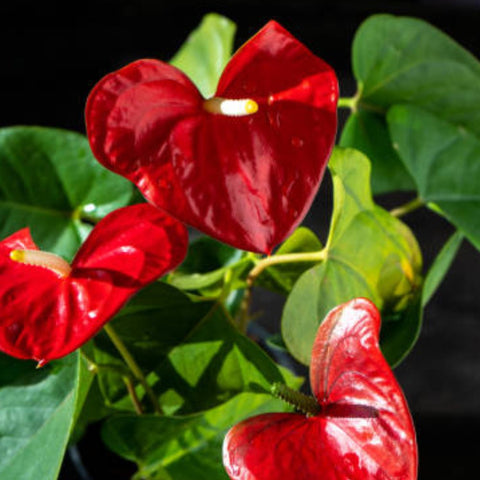 Red Heart Anthurium (Anthurium Andraeanum) - PlantologyUSA - 3 Gallon