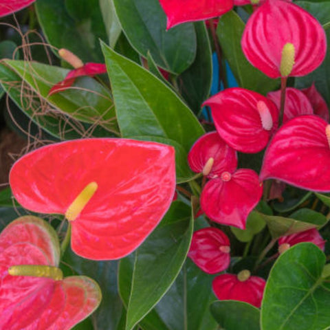 Red Heart Anthurium (Anthurium Andraeanum) - PlantologyUSA - 3 Gallon