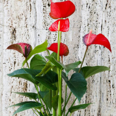 Red Heart Anthurium (Anthurium Andraeanum) - PlantologyUSA - 3 Gallon