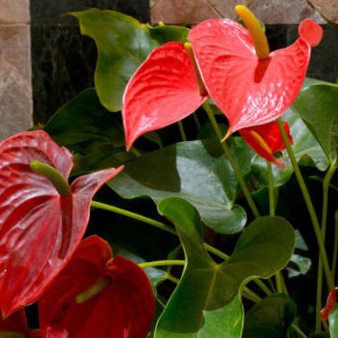 Red Heart Anthurium (Anthurium Andraeanum) - PlantologyUSA - 3 Gallon