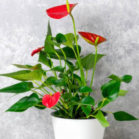 Red Heart Anthurium (Anthurium Andraeanum) - PlantologyUSA - 3 Gallon