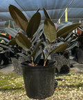 Rubber Plant (Ficus Elastica 'Burgundy') - PlantologyUSA - 3 Gallon
