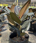Rubber Plant (Ficus Elastica 'Burgundy') - PlantologyUSA - 7 Gallon