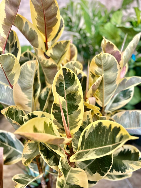 yellow rubber tree care Rubber Plant for Sale
