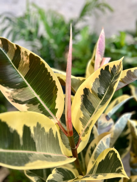 Rubber Plant (Ficus Elastica 'Tineke')