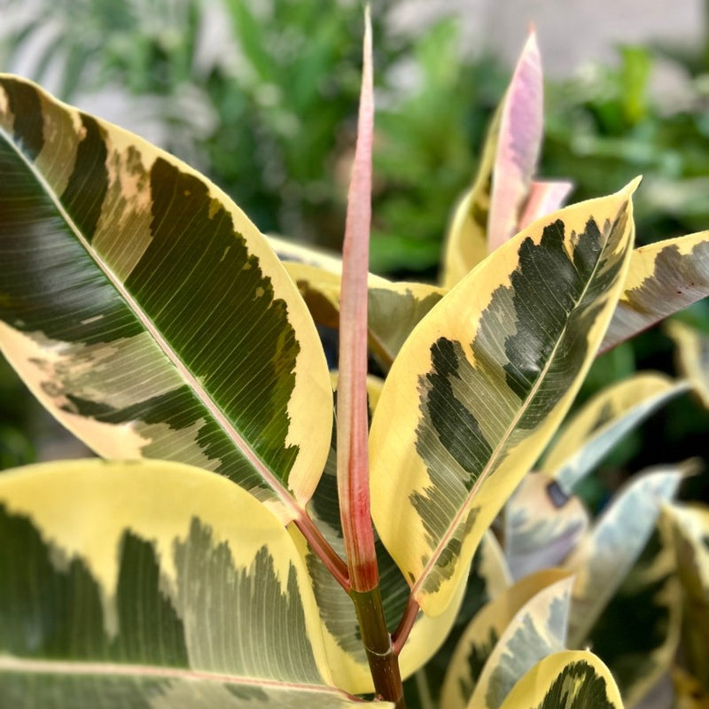 Rubber Plant (Ficus Elastica 'Tineke')