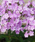 Ruellia Dwarf Purple (Ruellia brittoniana) - PlantologyUSA - Medium 8-12"