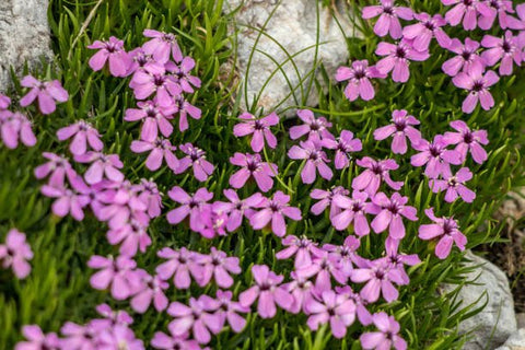Ruellia Dwarf Purple (Ruellia brittoniana) - PlantologyUSA - Medium 8-12"