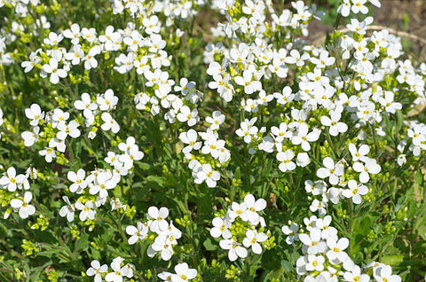 Ruellia Dwarf White (Ruellia brittoniana) - PlantologyUSA - Medium 8-12"