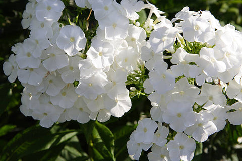 Ruellia Dwarf White (Ruellia brittoniana) - PlantologyUSA - Medium 8-12"