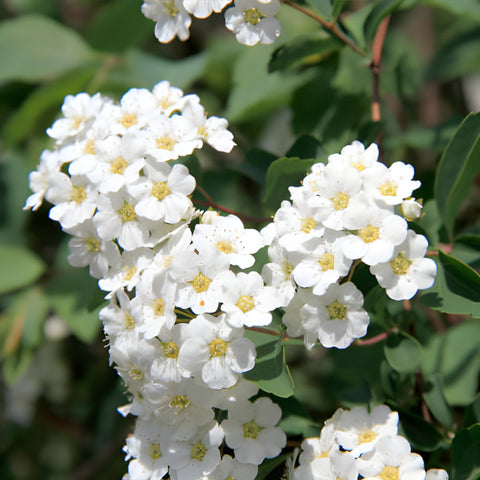 Ruellia Dwarf White (Ruellia brittoniana) - PlantologyUSA - Medium 8-12"