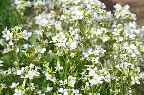 Ruellia Dwarf White (Ruellia brittoniana) - PlantologyUSA - Medium 8-12"