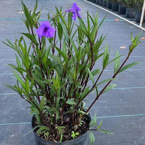 Ruellia Purple Shower (Ruellia brittoniana 'Purple Showers') - PlantologyUSA - 3 Gallon