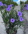 Ruellia Purple Shower (Ruellia brittoniana 'Purple Showers') - PlantologyUSA - 3 Gallon