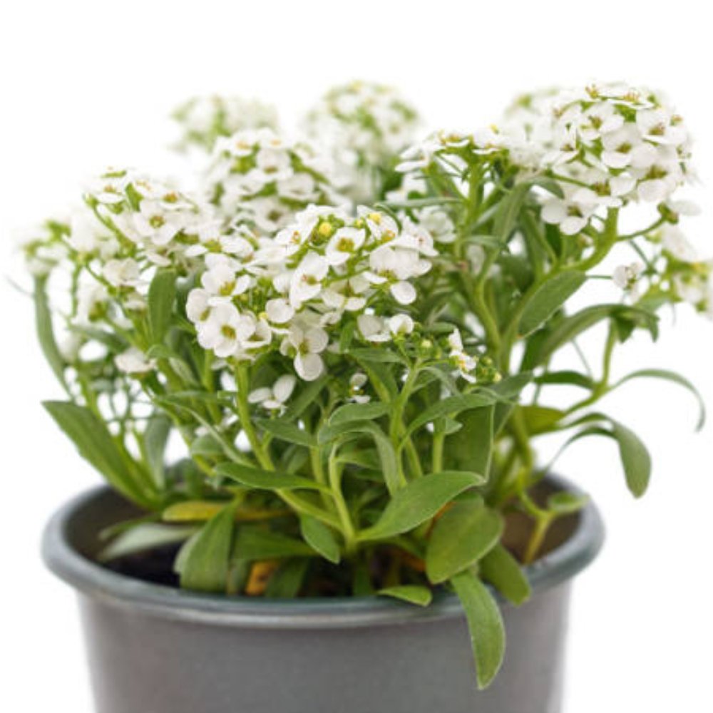 Ruellia White Shower for Sale | PlantologyUSA.com – Plantology USA