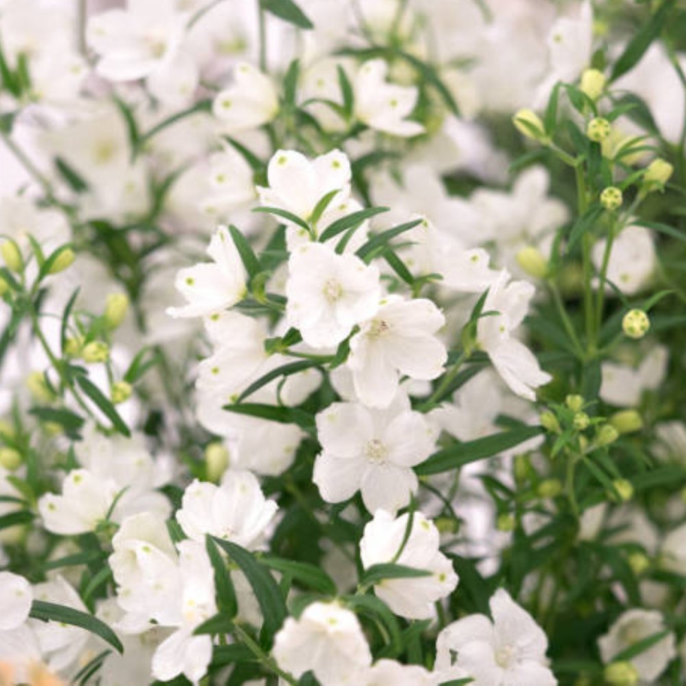 Ruellia White Shower for Sale | PlantologyUSA.com – Plantology USA