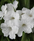 Ruellia White Shower (Ruellia brittoniana 'White Showers') - PlantologyUSA - 3 Gallon