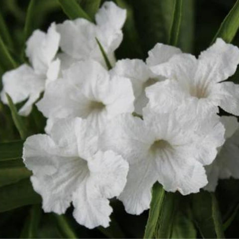 Ruellia White Shower (Ruellia brittoniana 'White Showers') - PlantologyUSA - 3 Gallon