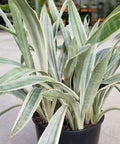 Sansevieria Sayuri (Sansevieria Trifasciata 'Sayuri') - PlantologyUSA - 3 Gallon