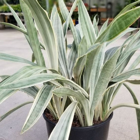 Sansevieria Sayuri (Sansevieria Trifasciata 'Sayuri') - PlantologyUSA - 3 Gallon