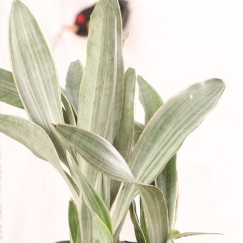 Sansevieria Sayuri (Sansevieria Trifasciata 'Sayuri') - PlantologyUSA - 3 Gallon