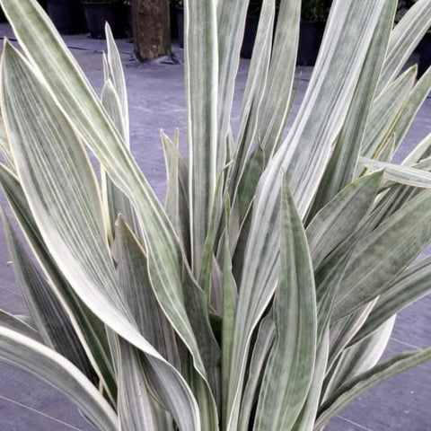 Sansevieria Sayuri (Sansevieria Trifasciata 'Sayuri') - PlantologyUSA - 3 Gallon