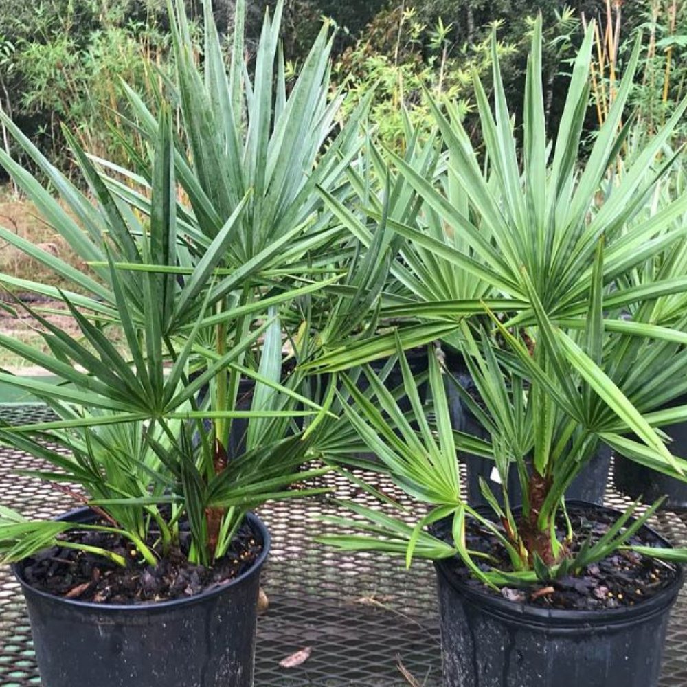 palmetto palms plants Saw Palmetto Green (Serenoa Repens)