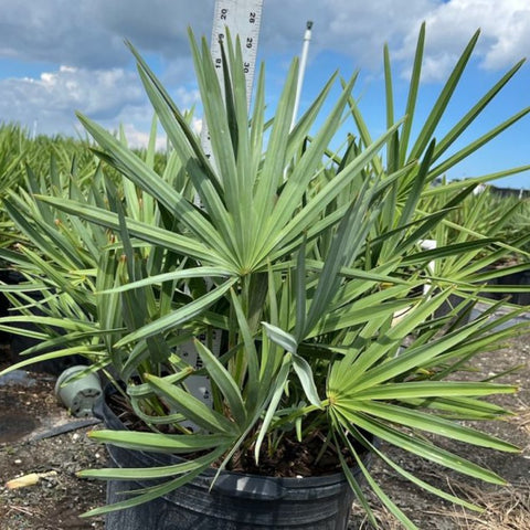 Saw Palmetto Green (Serenoa Repens) - PlantologyUSA - 5-6 feet