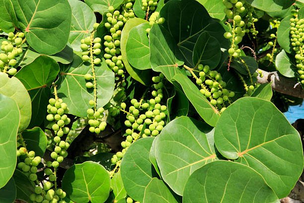 potted sea grape plant Sea Grape Bush for Sale