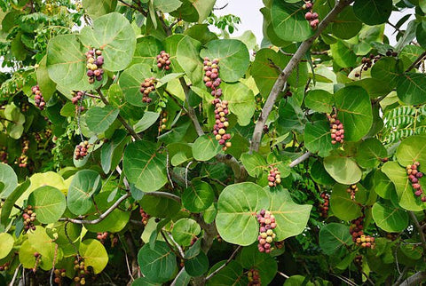 Sea Grape Bush (Coccoloba uvifera) - PlantologyUSA - Medium 18"