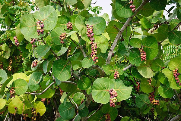 Sea Grape Bush (Coccoloba uvifera)