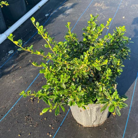 Serissa Cotton Easter (Serissa Japonica) - PlantologyUSA - 3 Gallon