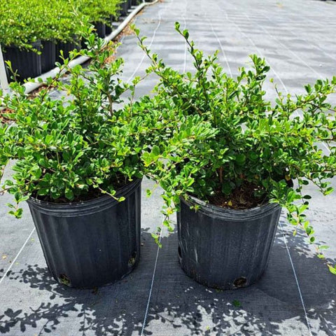 Serissa Cotton Easter (Serissa Japonica) - PlantologyUSA - 3 Gallon