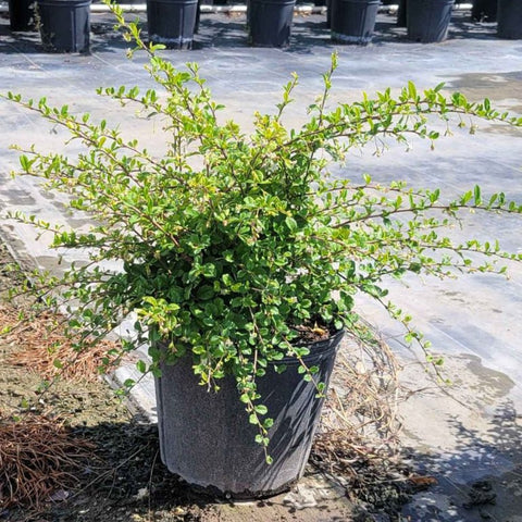 Serissa Cotton Easter (Serissa Japonica) - PlantologyUSA - 3 Gallon