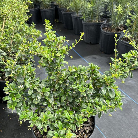 Serissa Cotton Easter (Serissa Japonica) - PlantologyUSA - 7 Gallon