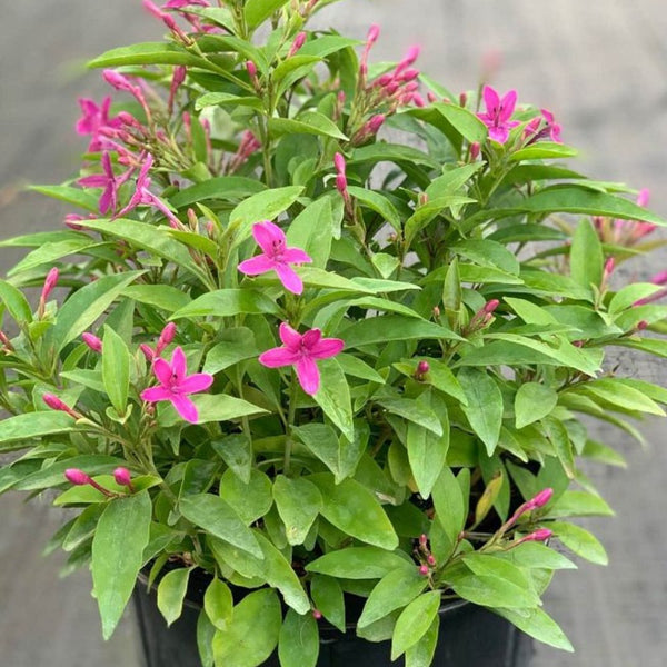 shooting star plants Shooting Star for Sale