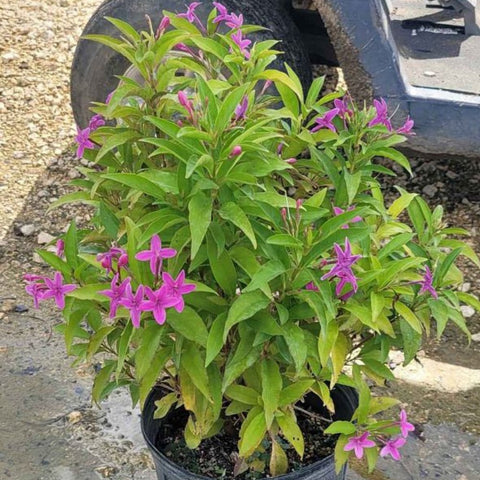 lavender shooting star plant Shooting Star (Clerodendrum Quadriloculare)