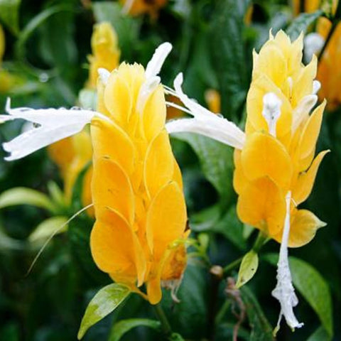 yellow shrimp plant seeds Shrimp Plant Bush 'Yellow' for Sale