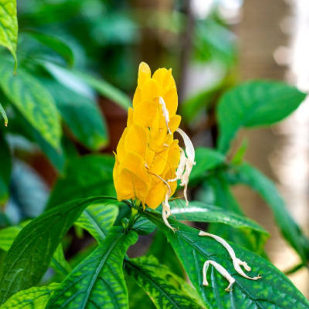 shrimp plant seeds for sale Shrimp Plant Bush 'Yellow' for Sale