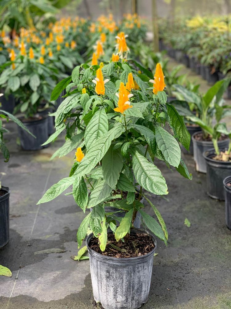 Shrimp Plant Bush 'Yellow' (Justicia Brandegeeana)